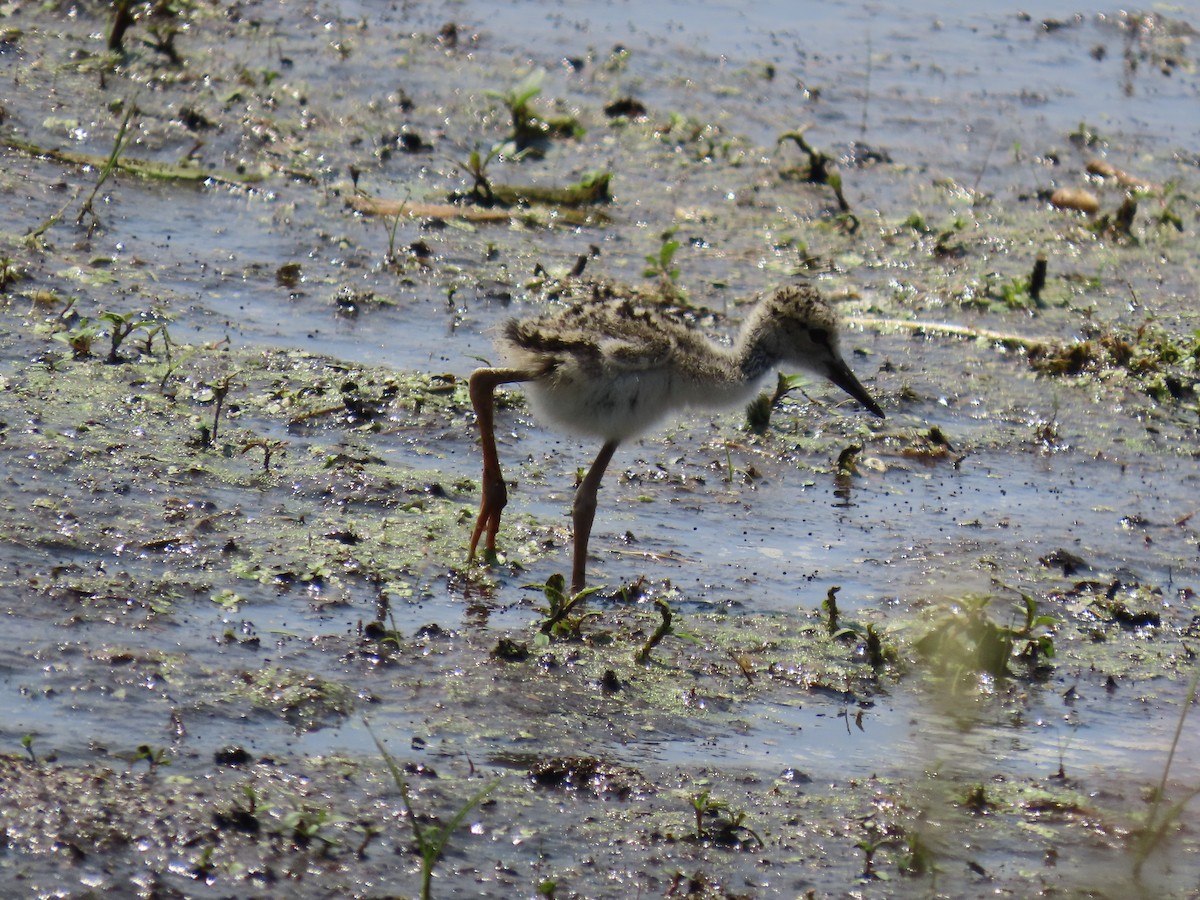 Black-necked Stilt - ML638425844