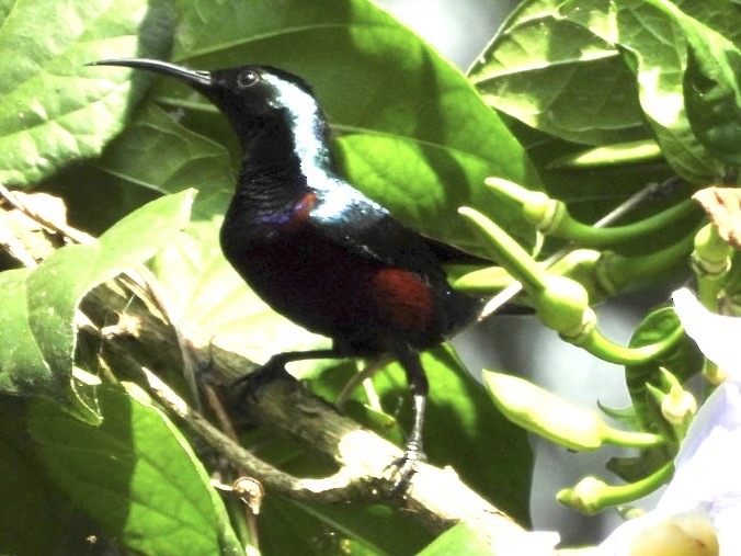 Superb Sunbird - ML638425851