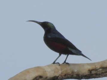 Superb Sunbird - ML638425852