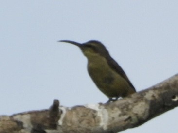 Superb Sunbird - ML638425853