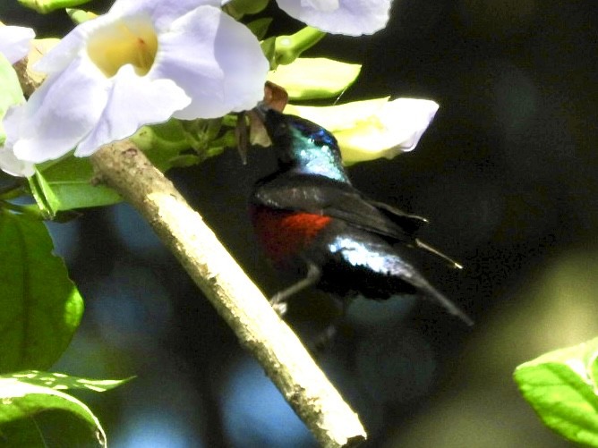 Superb Sunbird - ML638425854