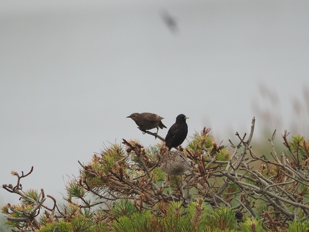 European Starling - ML638425860