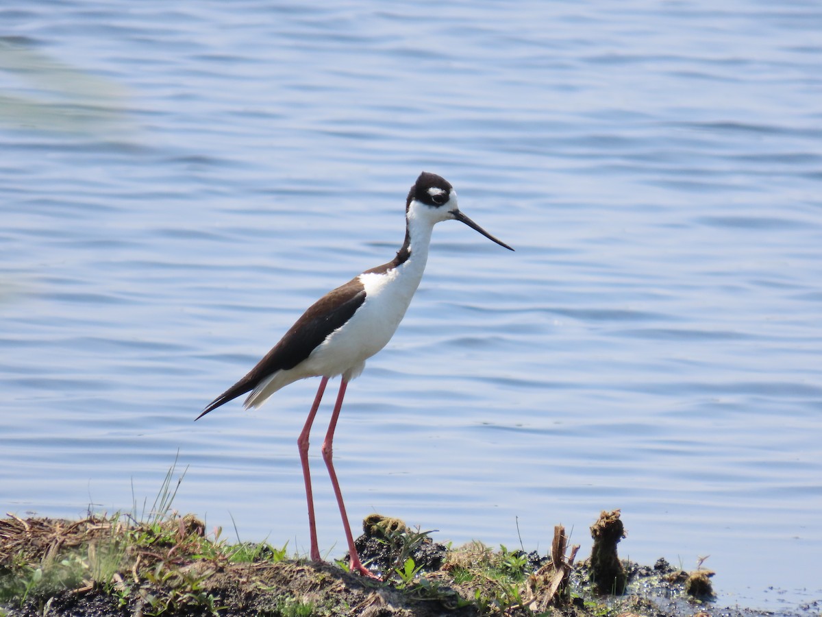 Black-necked Stilt - ML638425863
