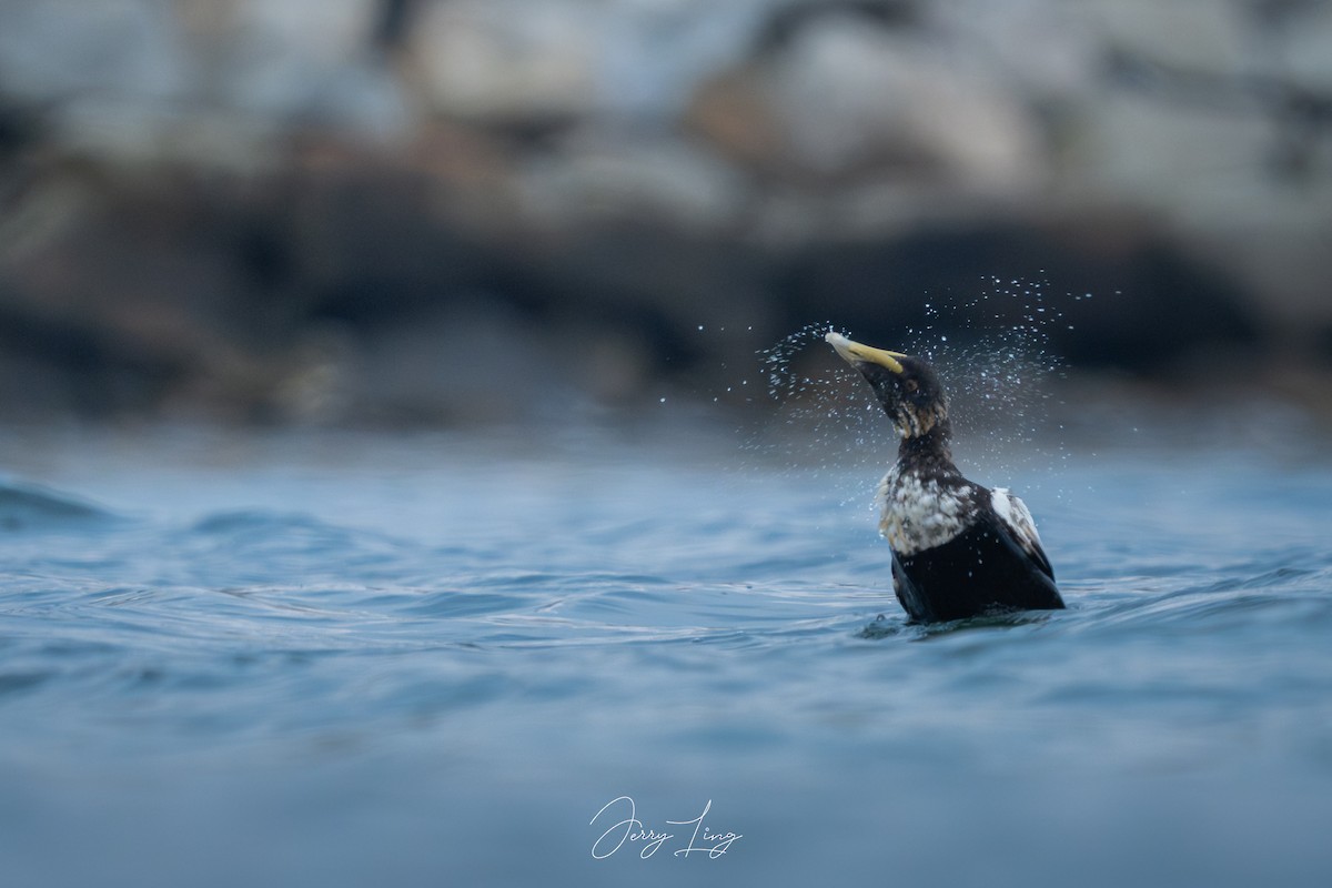 Common Eider (Dresser's) - ML638425868