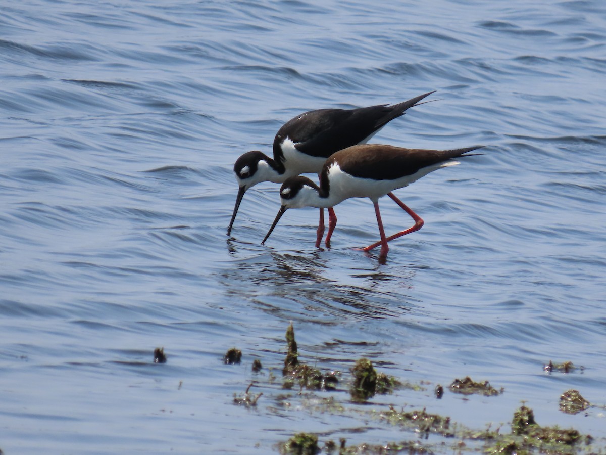 Black-necked Stilt - ML638425887