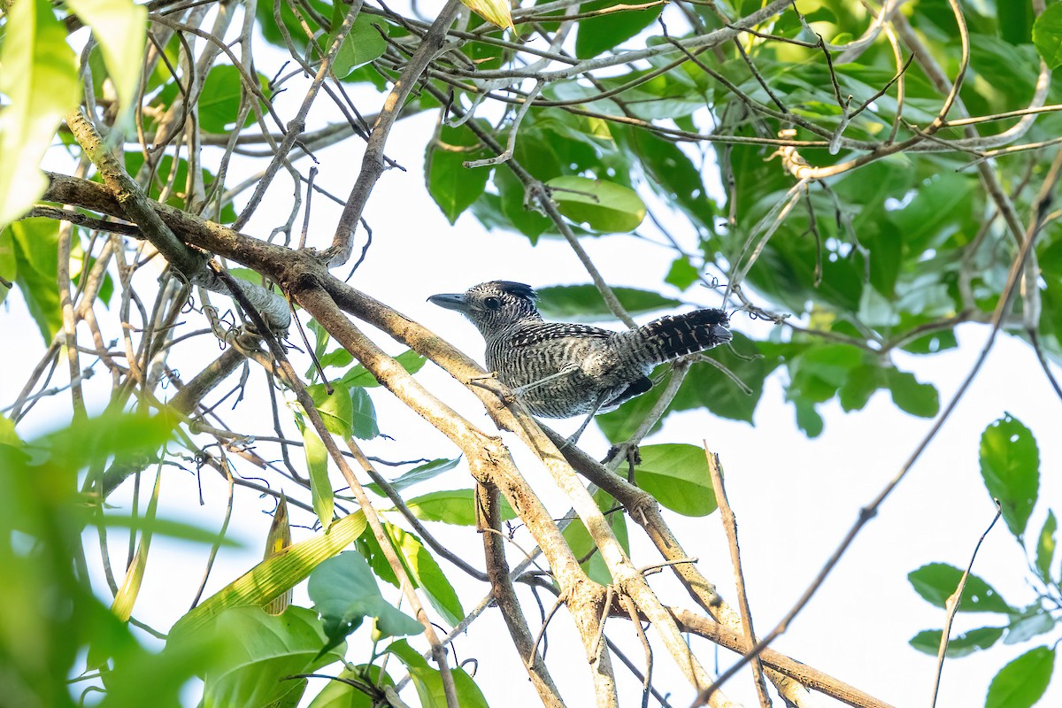 Bamboo Antshrike - ML638425888