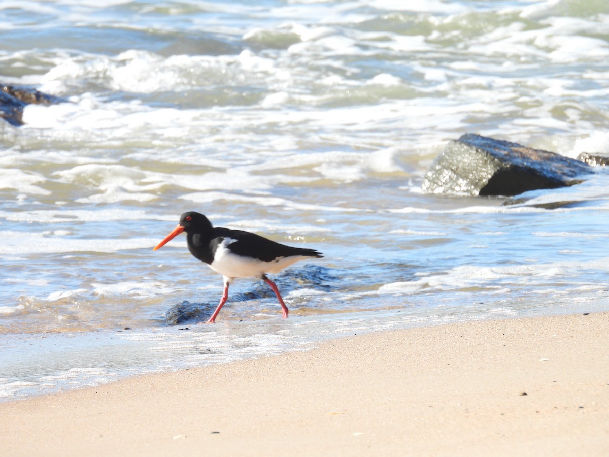 Pied Oystercatcher - ML638425900