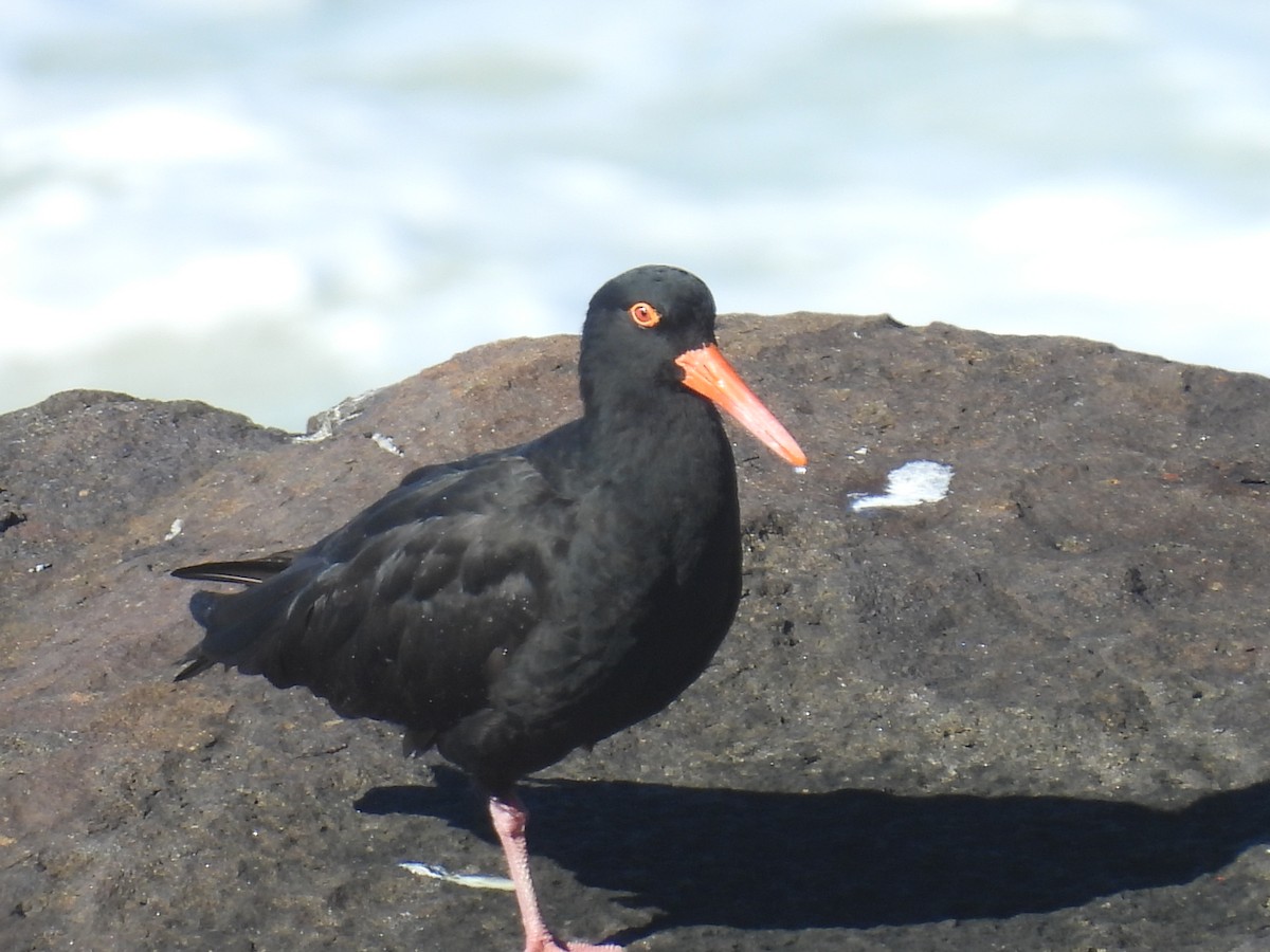 Sooty Oystercatcher - ML638425933