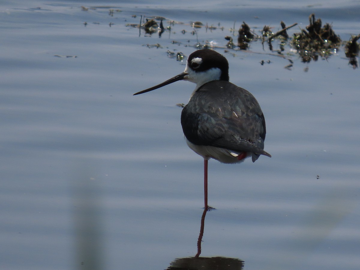 Black-necked Stilt - ML638425936