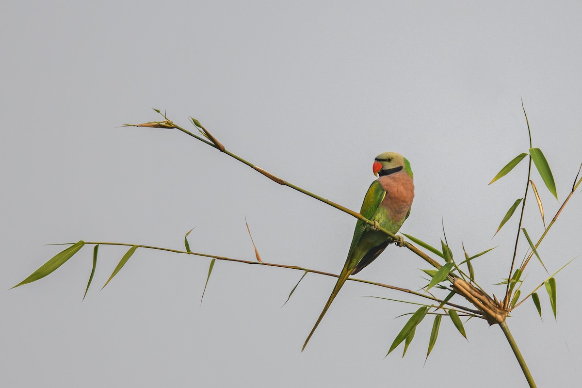 Red-breasted Parakeet - ML638425942