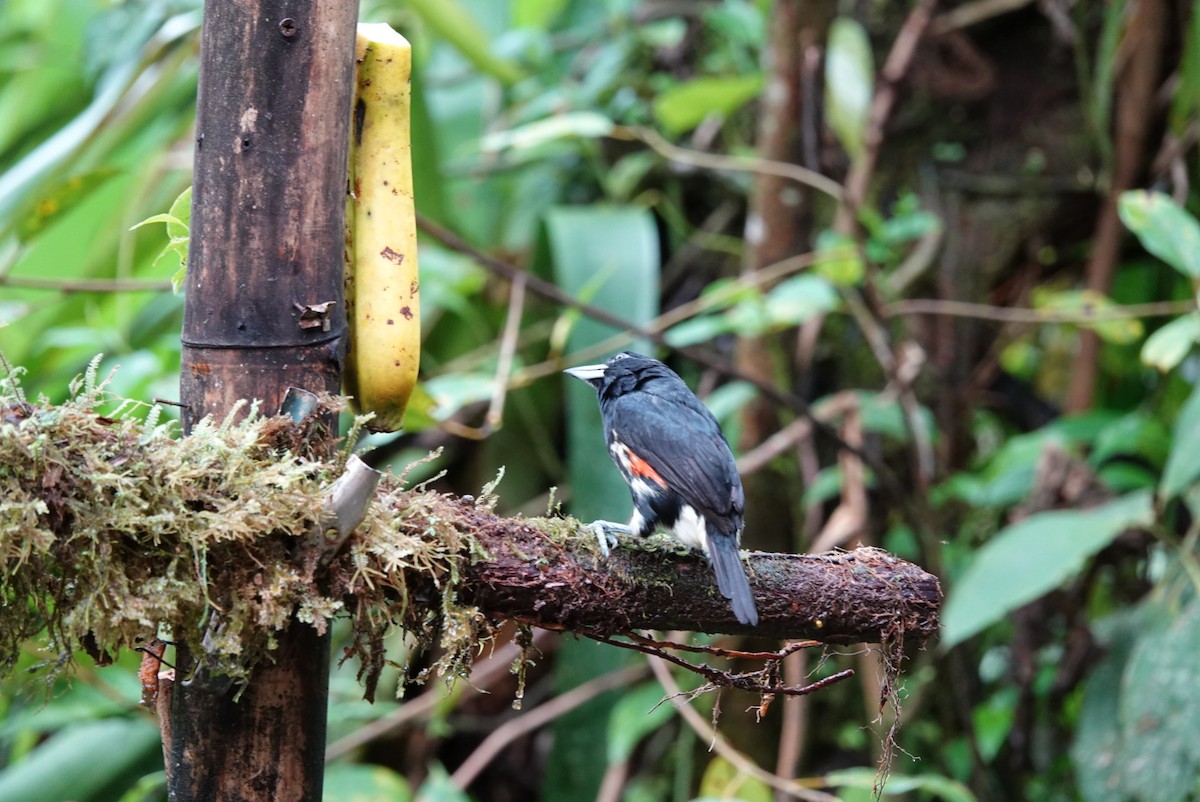 Spot-crowned Barbet - ML638425943