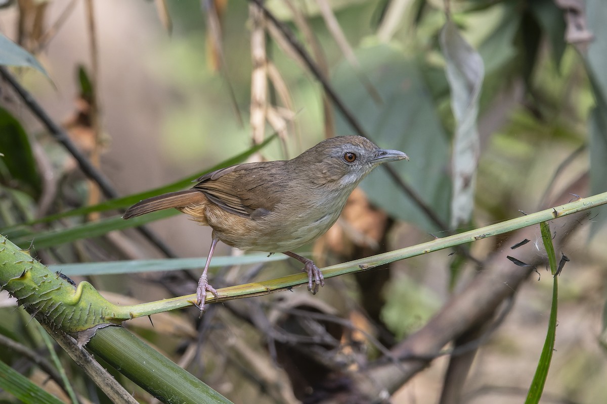 Abbott's Babbler - ML638425958