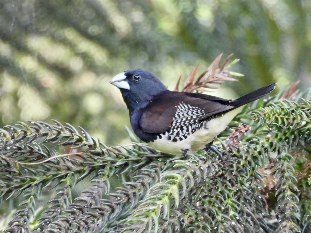 Black-and-white Mannikin - ML638425963