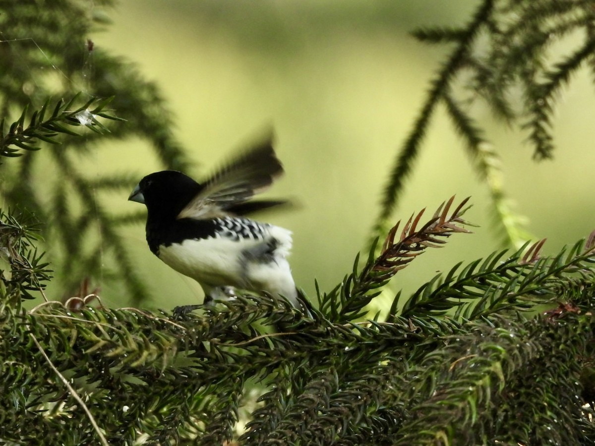 Black-and-white Mannikin - ML638425964
