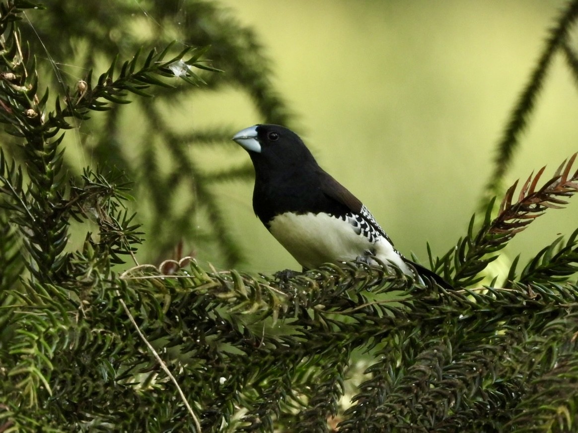 Black-and-white Mannikin - ML638425965