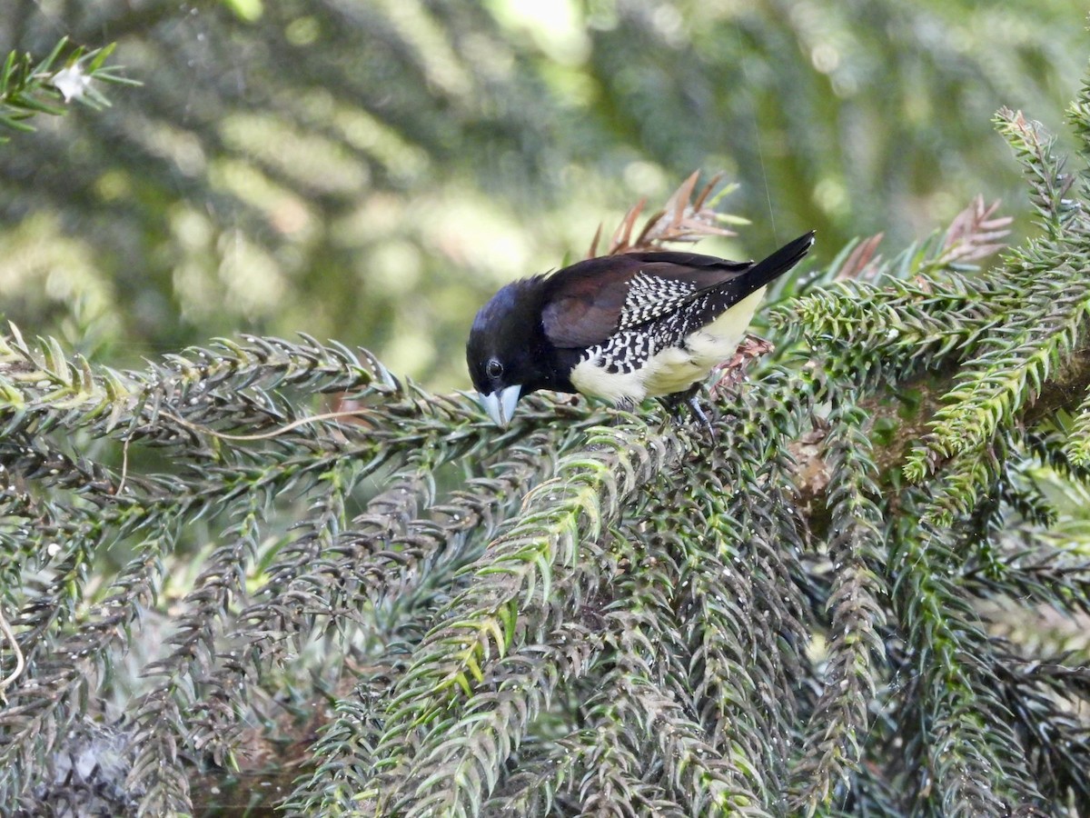 Black-and-white Mannikin - ML638425966
