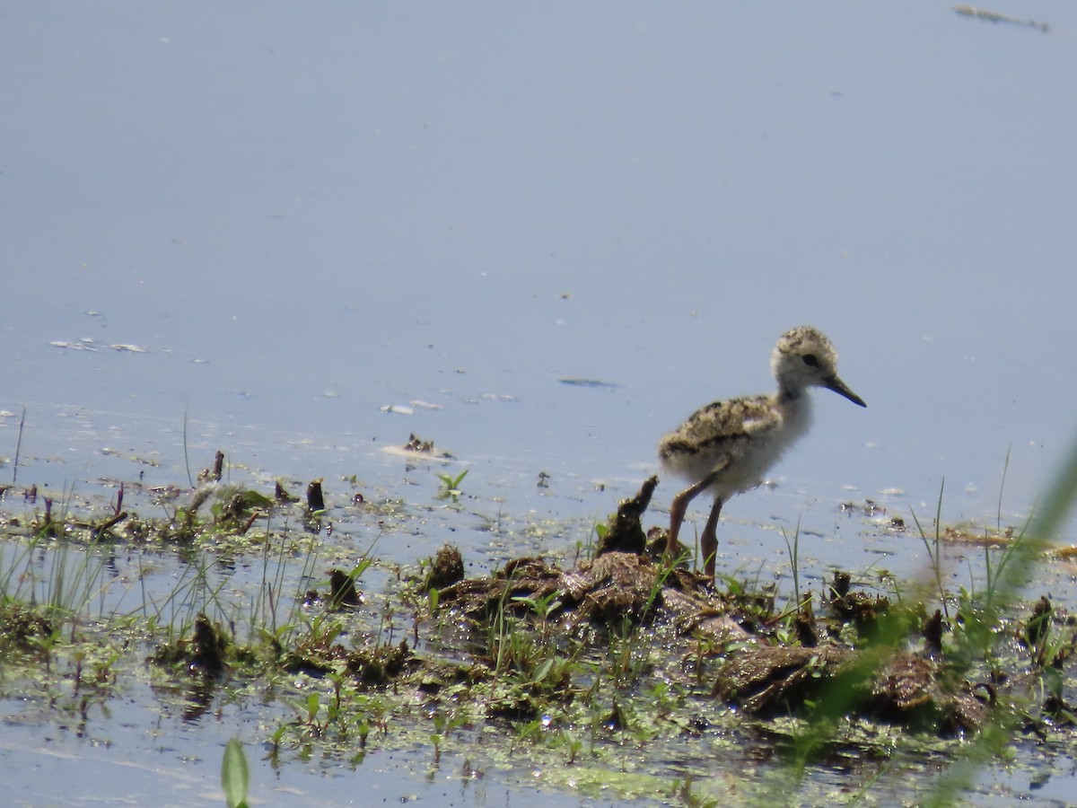 Black-necked Stilt - ML638425989