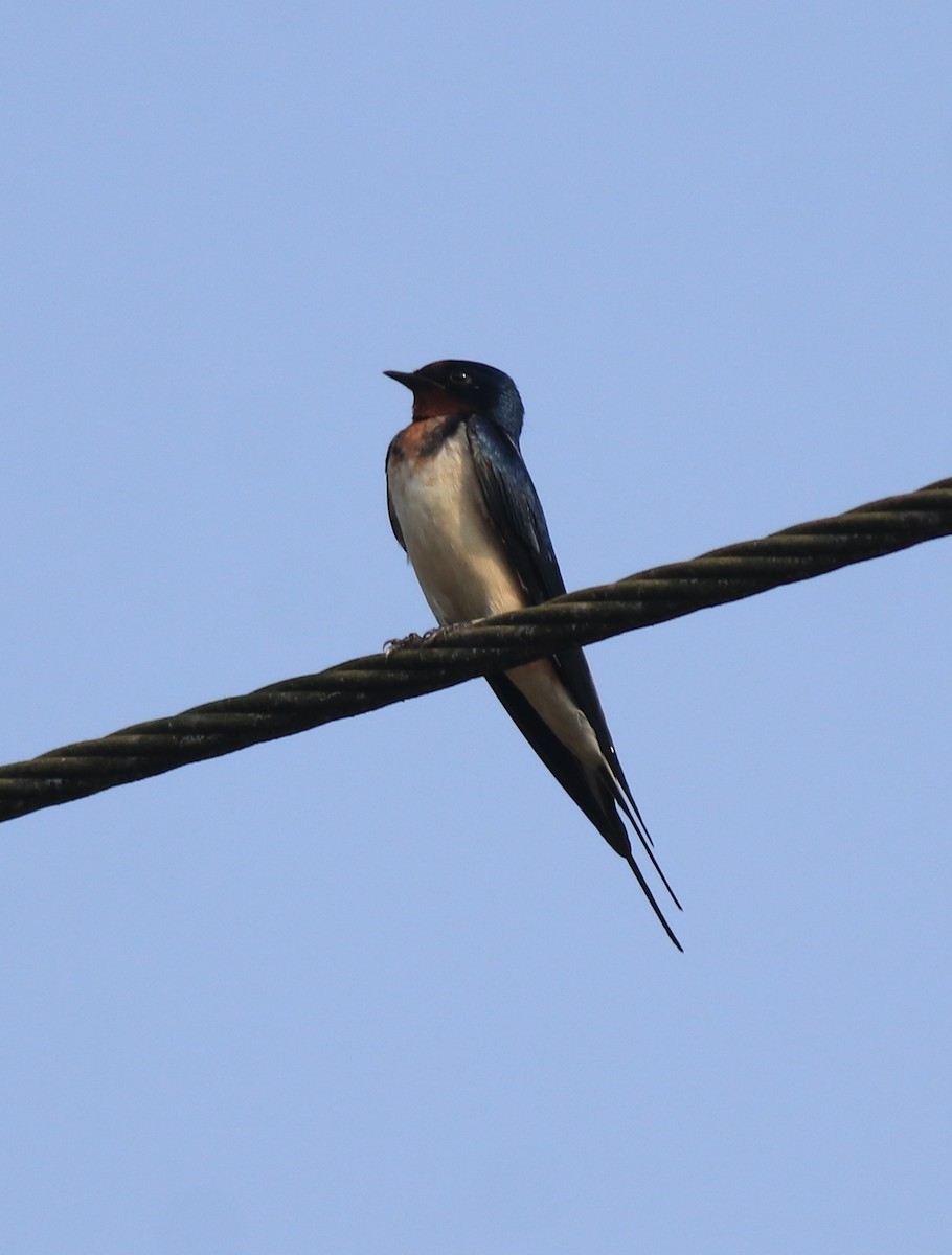 Hirondelle rustique - ML638426004