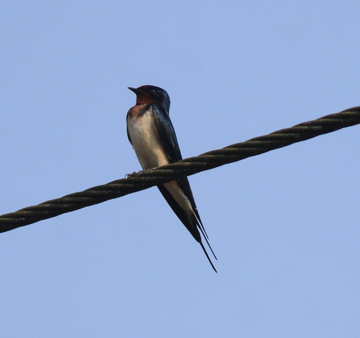 Hirondelle rustique - ML638426005
