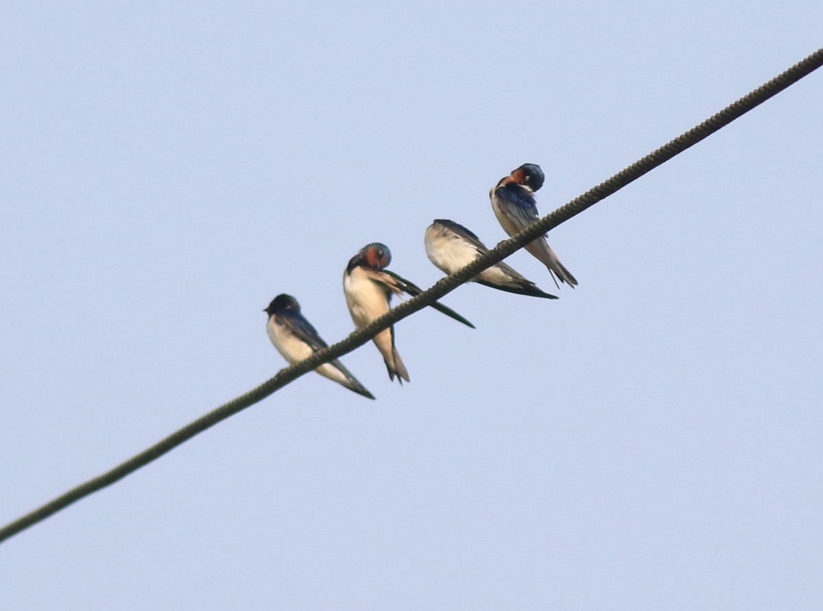 Hirondelle rustique - ML638426006