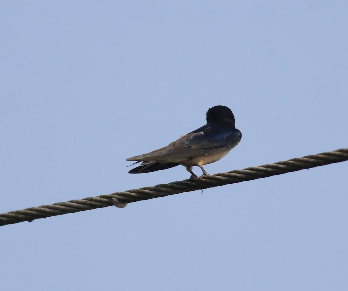 Hirondelle rustique - ML638426007