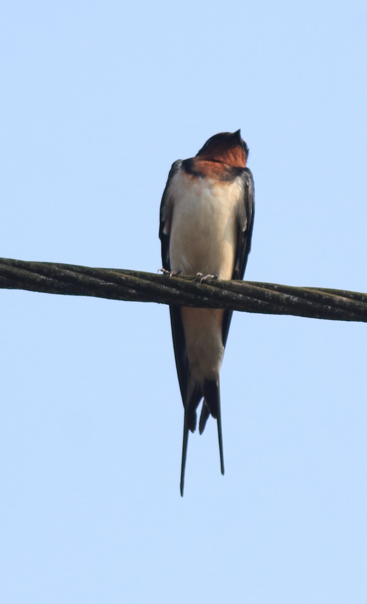 Hirondelle rustique - ML638426009