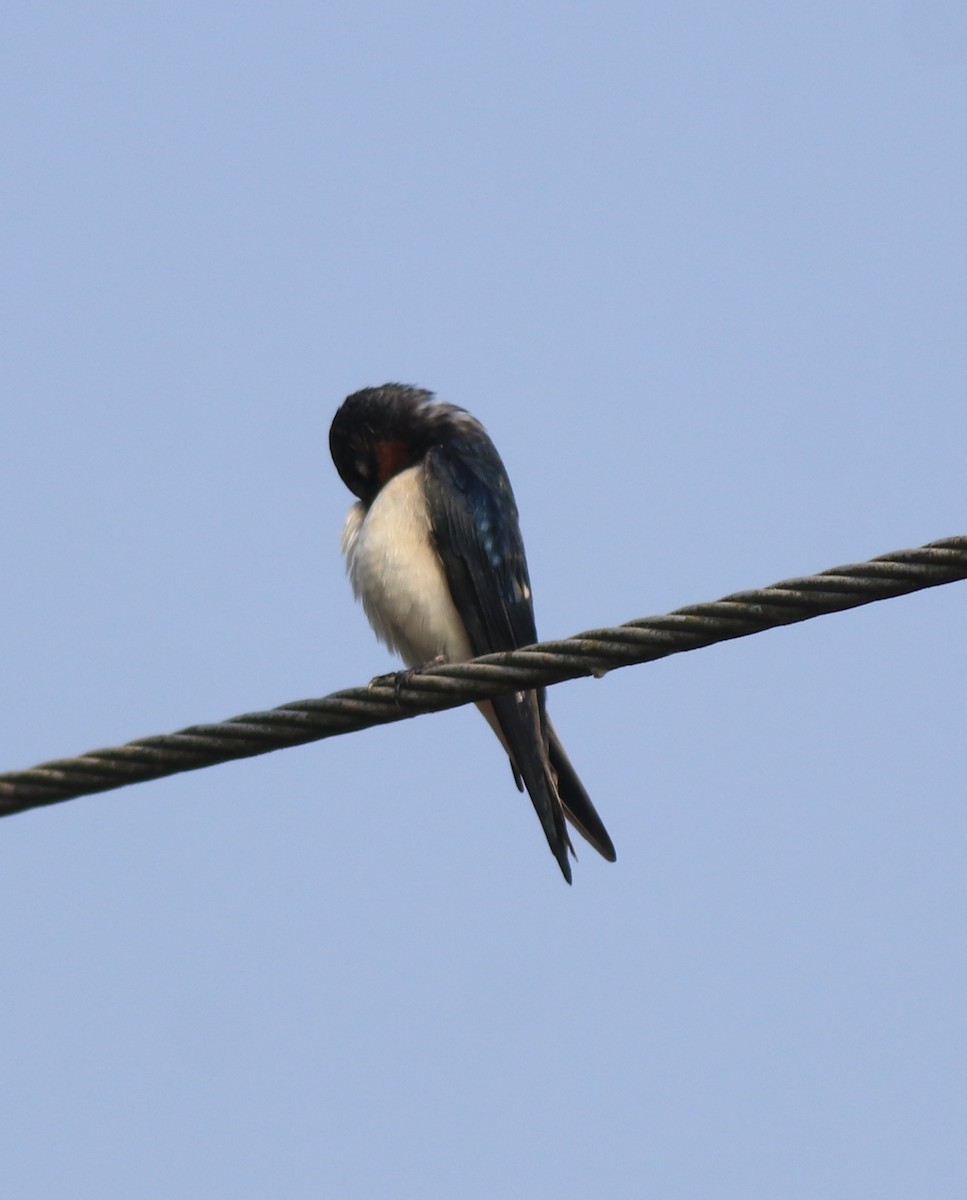 Hirondelle rustique - ML638426010