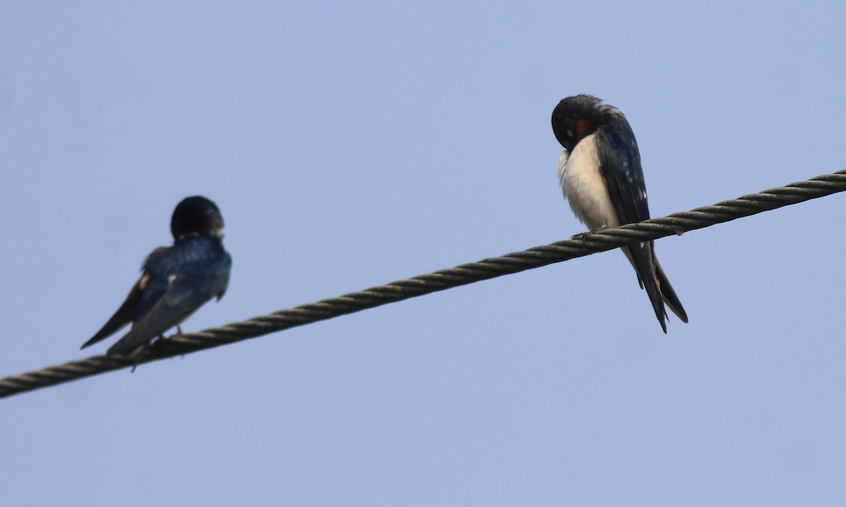 Hirondelle rustique - ML638426012
