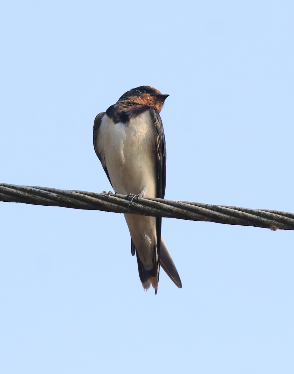 Hirondelle rustique - ML638426013
