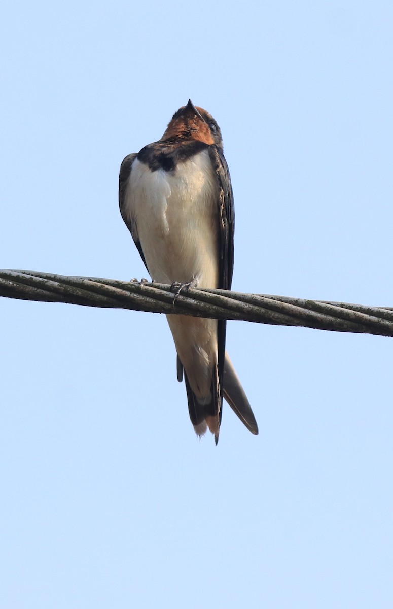 Hirondelle rustique - ML638426014