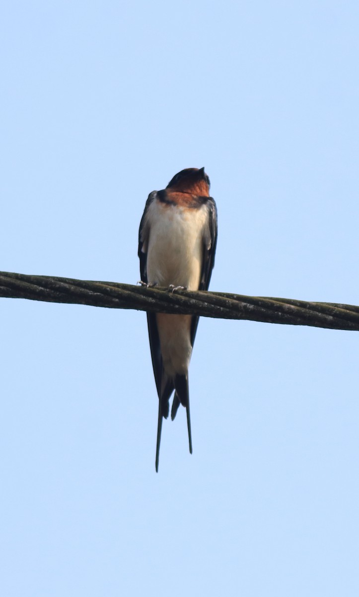 Hirondelle rustique - ML638426015
