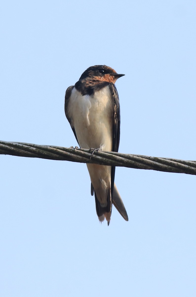 Hirondelle rustique - ML638426017