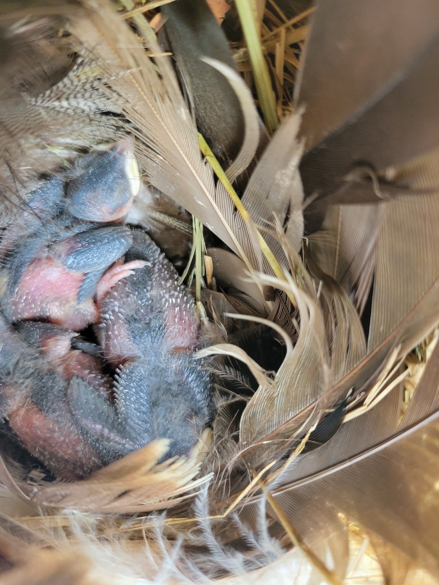 Tree Swallow - ML638426040