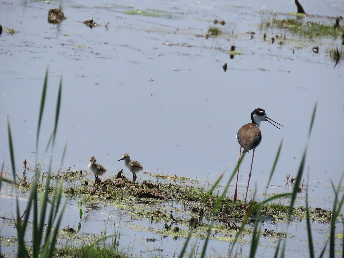 Black-necked Stilt - ML638426048