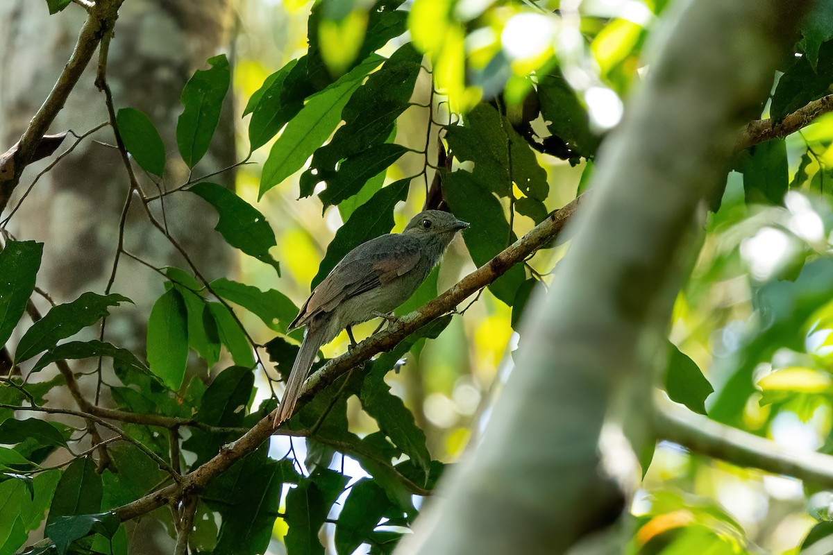 Screaming Piha - ML638426050