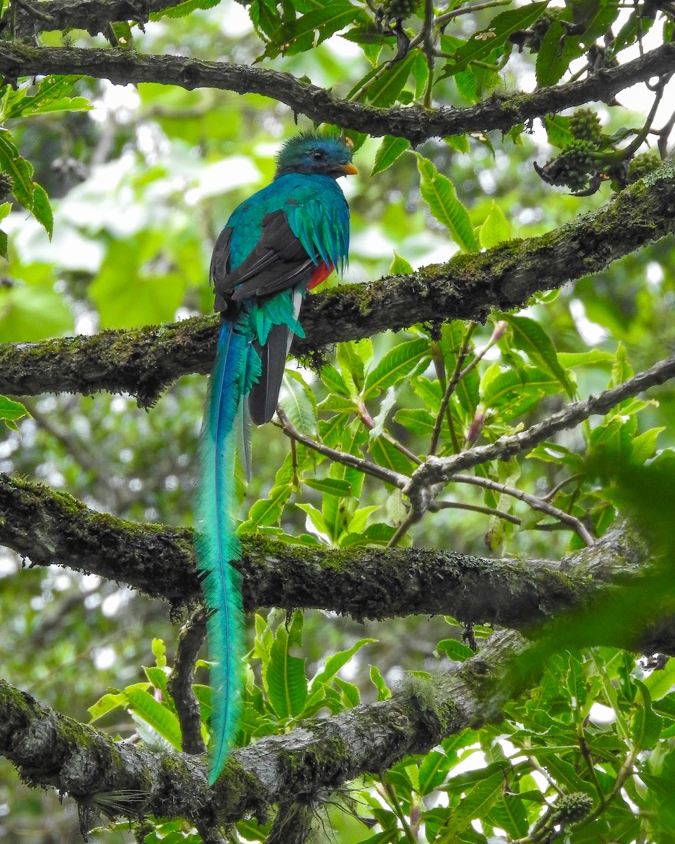 カザリキヌバネドリ（mocinno） - ML638426066