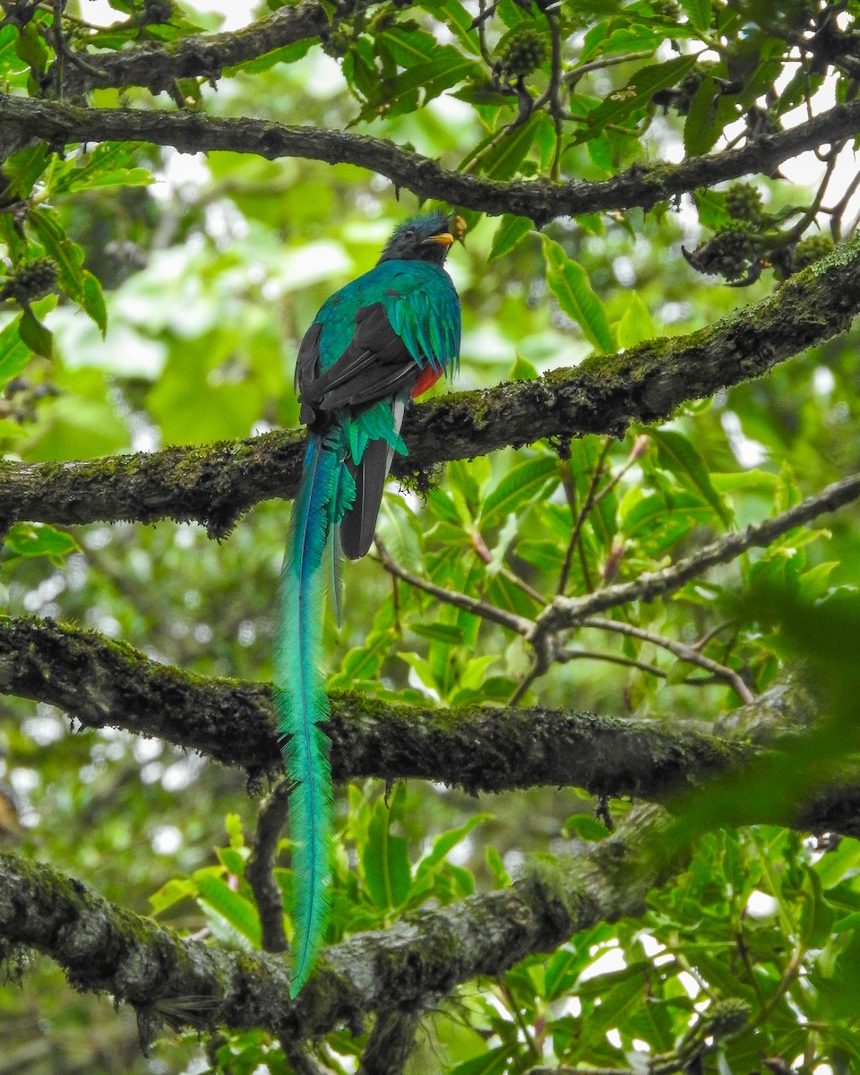 カザリキヌバネドリ（mocinno） - ML638426067