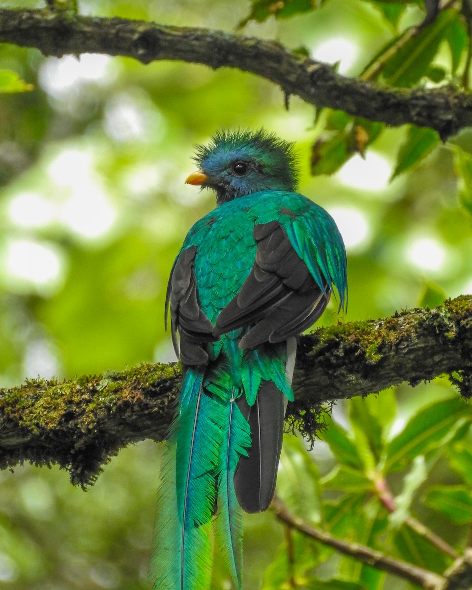 カザリキヌバネドリ（mocinno） - ML638426068