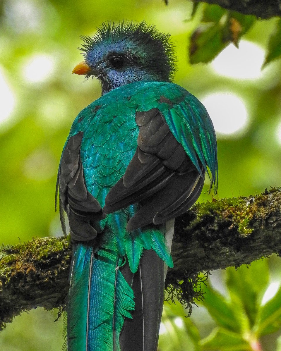 カザリキヌバネドリ（mocinno） - ML638426069