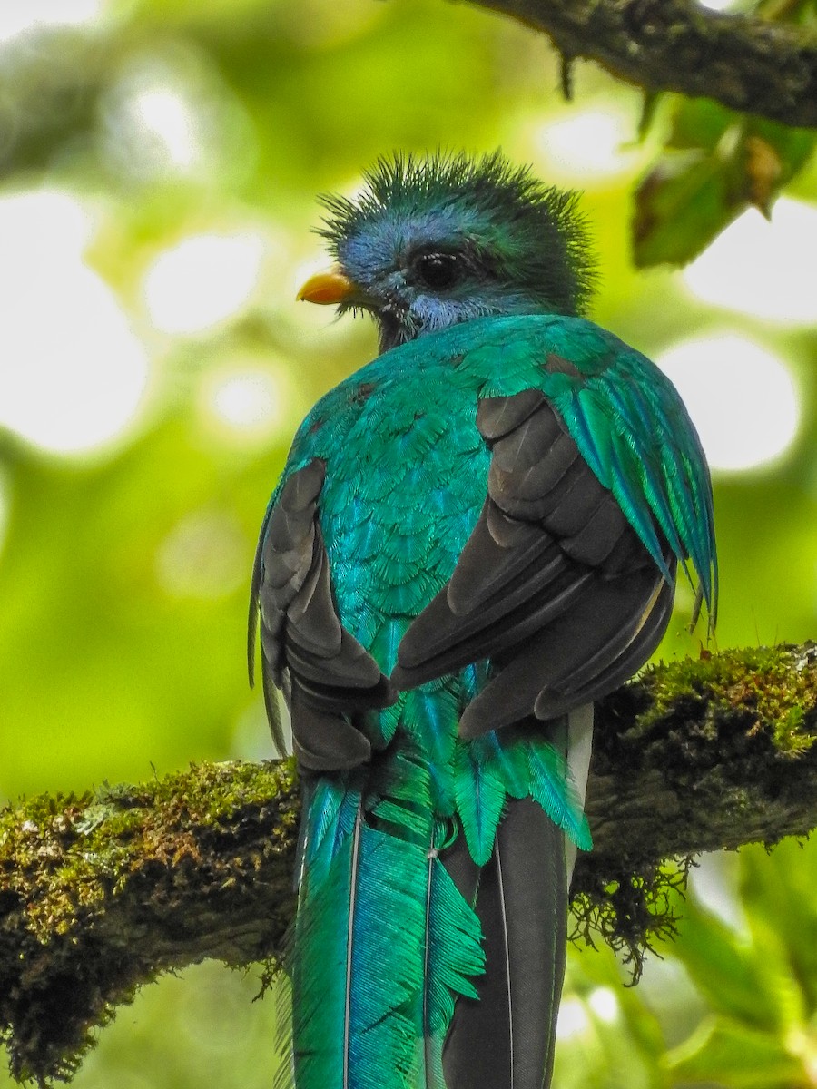 カザリキヌバネドリ（mocinno） - ML638426070