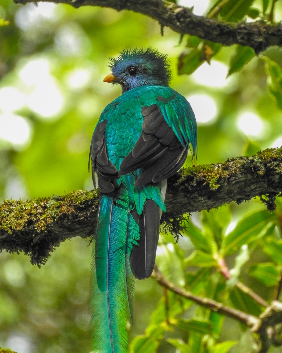 カザリキヌバネドリ（mocinno） - ML638426071