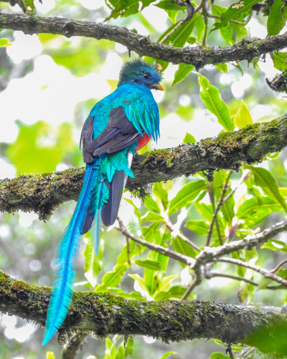 カザリキヌバネドリ（mocinno） - ML638426072