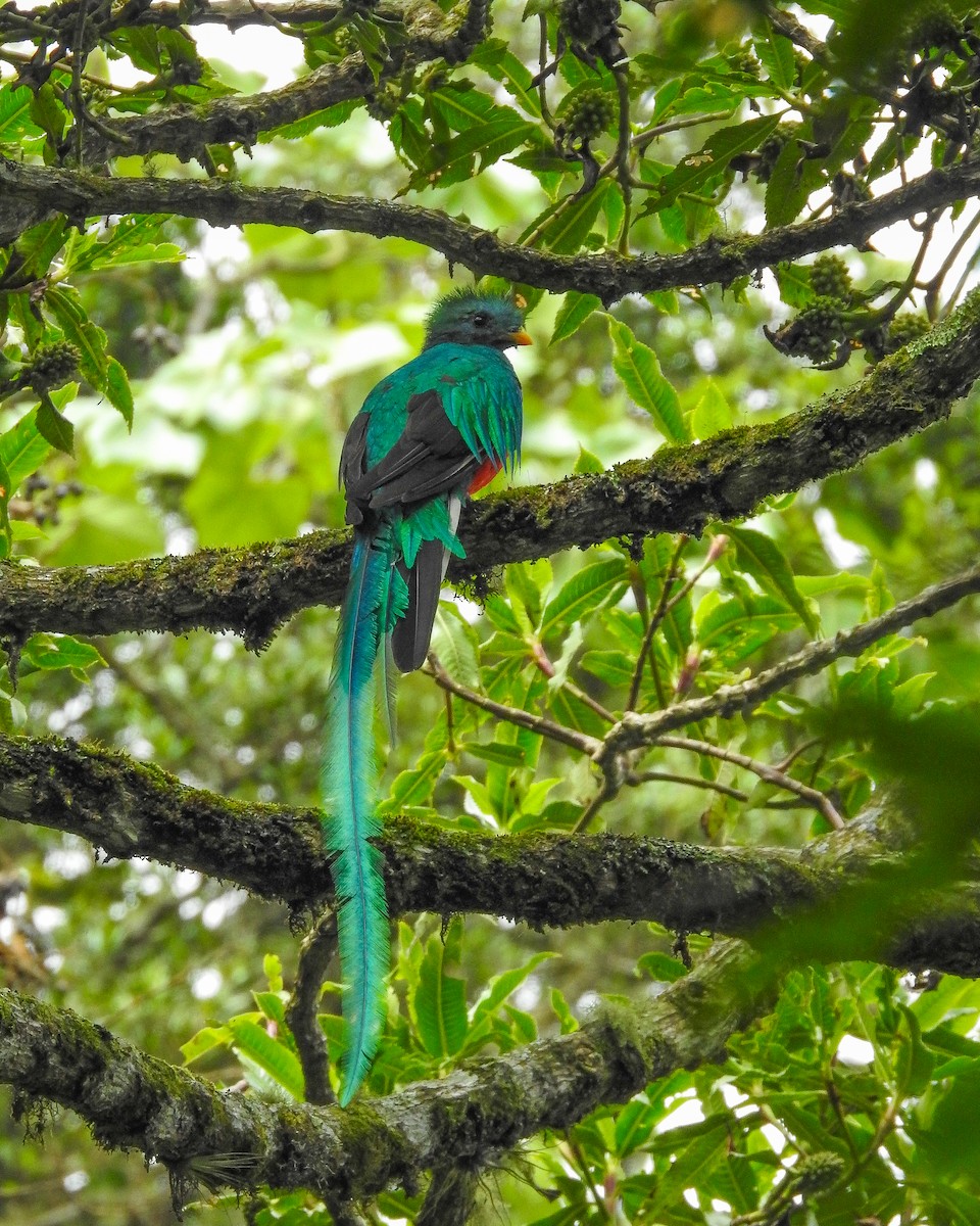 カザリキヌバネドリ（mocinno） - ML638426073