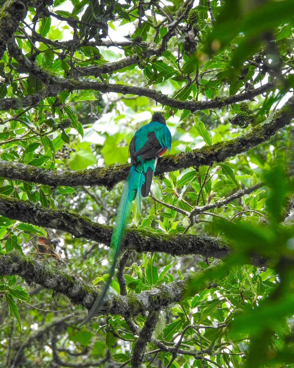 カザリキヌバネドリ（mocinno） - ML638426074