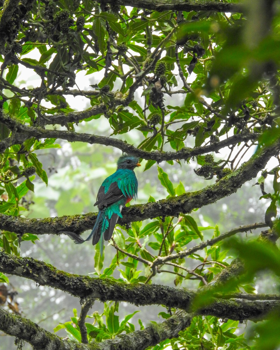 カザリキヌバネドリ（mocinno） - ML638426075