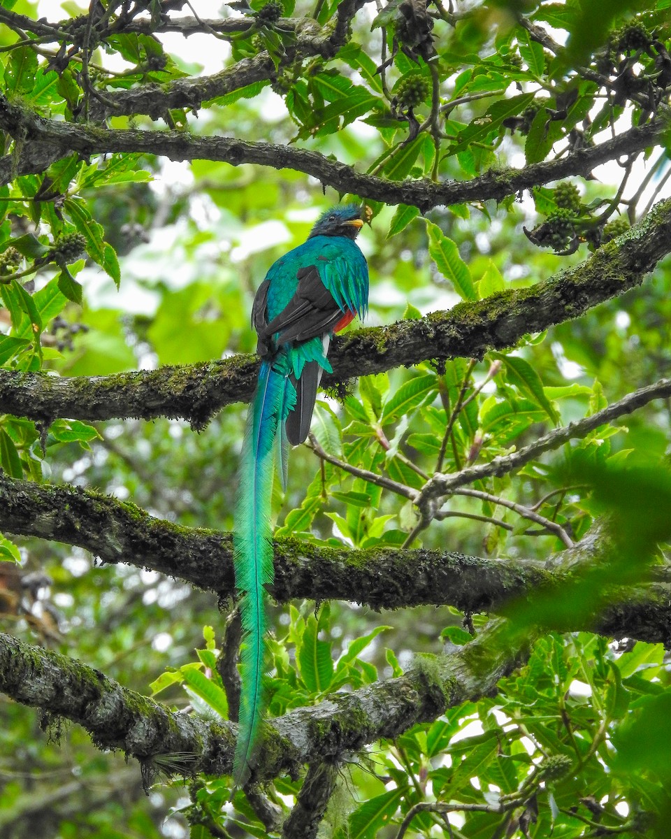 カザリキヌバネドリ（mocinno） - ML638426076