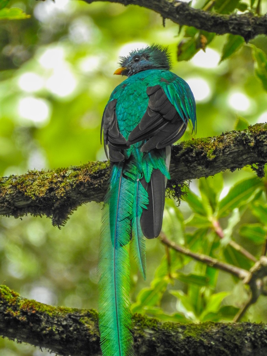 カザリキヌバネドリ（mocinno） - ML638426077