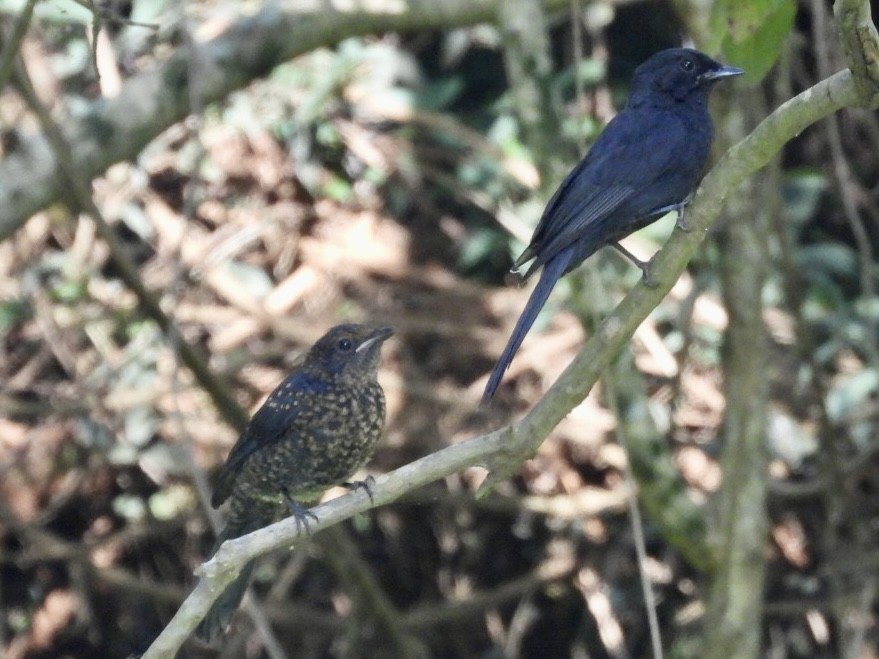 Northern Black-Flycatcher - ML638426082