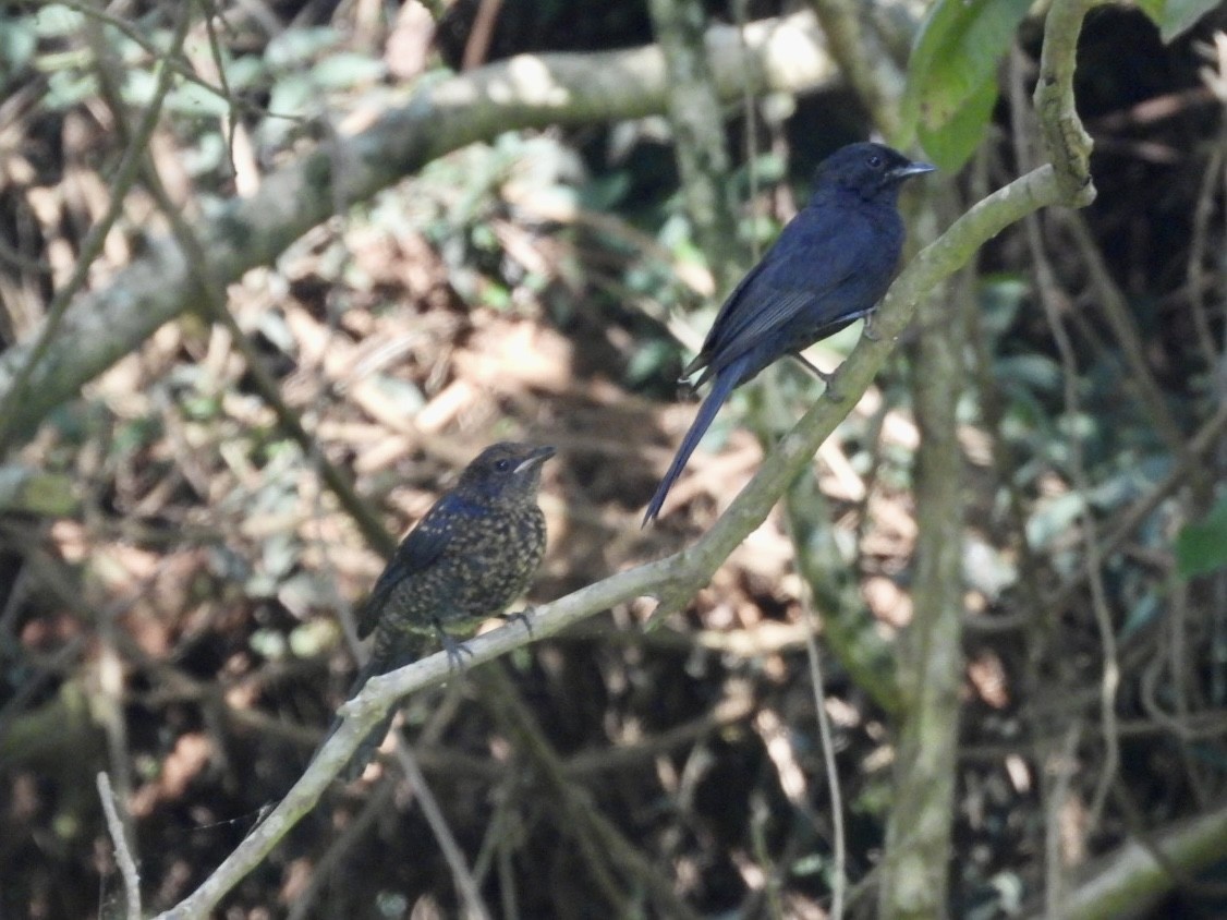 Northern Black-Flycatcher - ML638426084