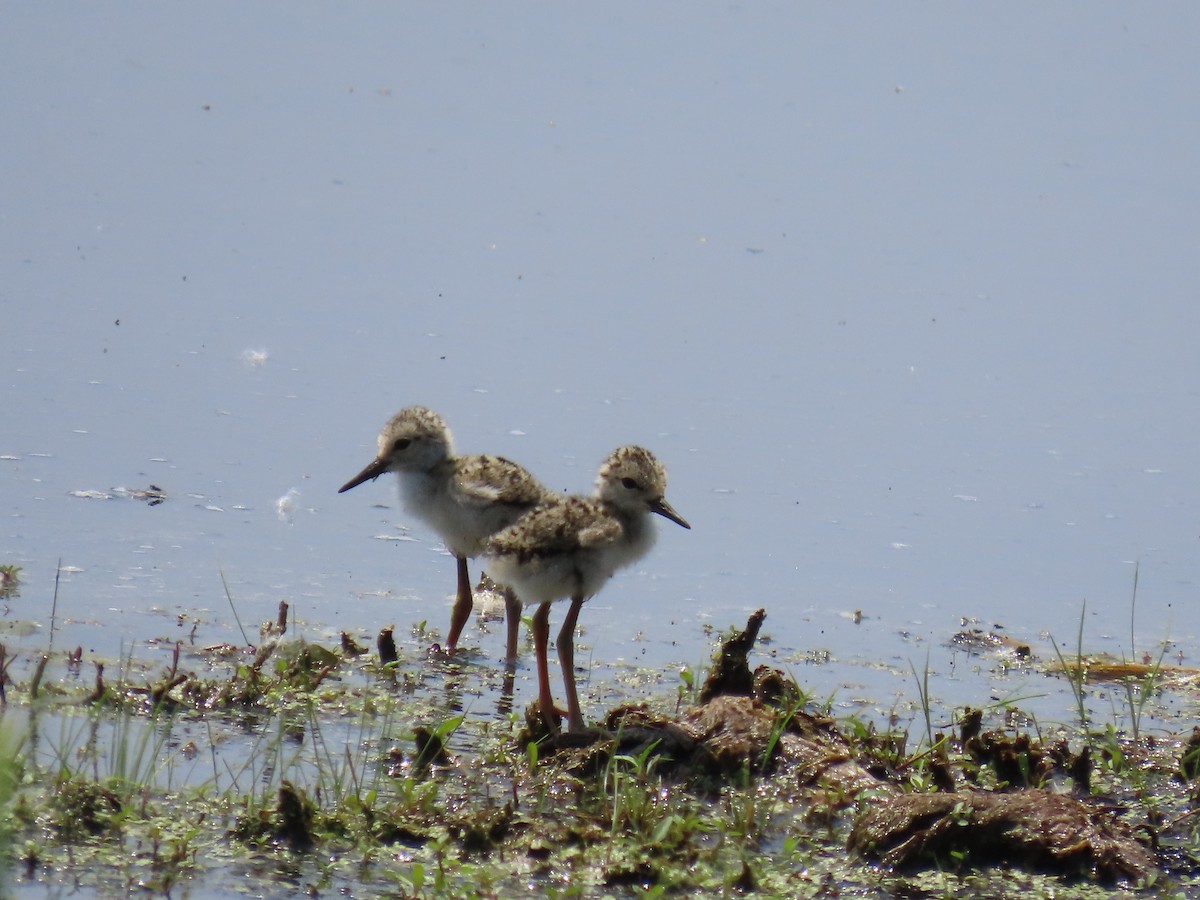 Black-necked Stilt - ML638426087